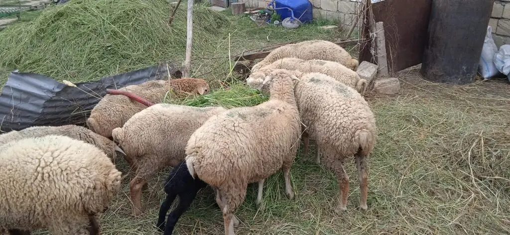 QUZULAR — Heyvanlar, Quşlar, Balıqlar, Xaçmaz