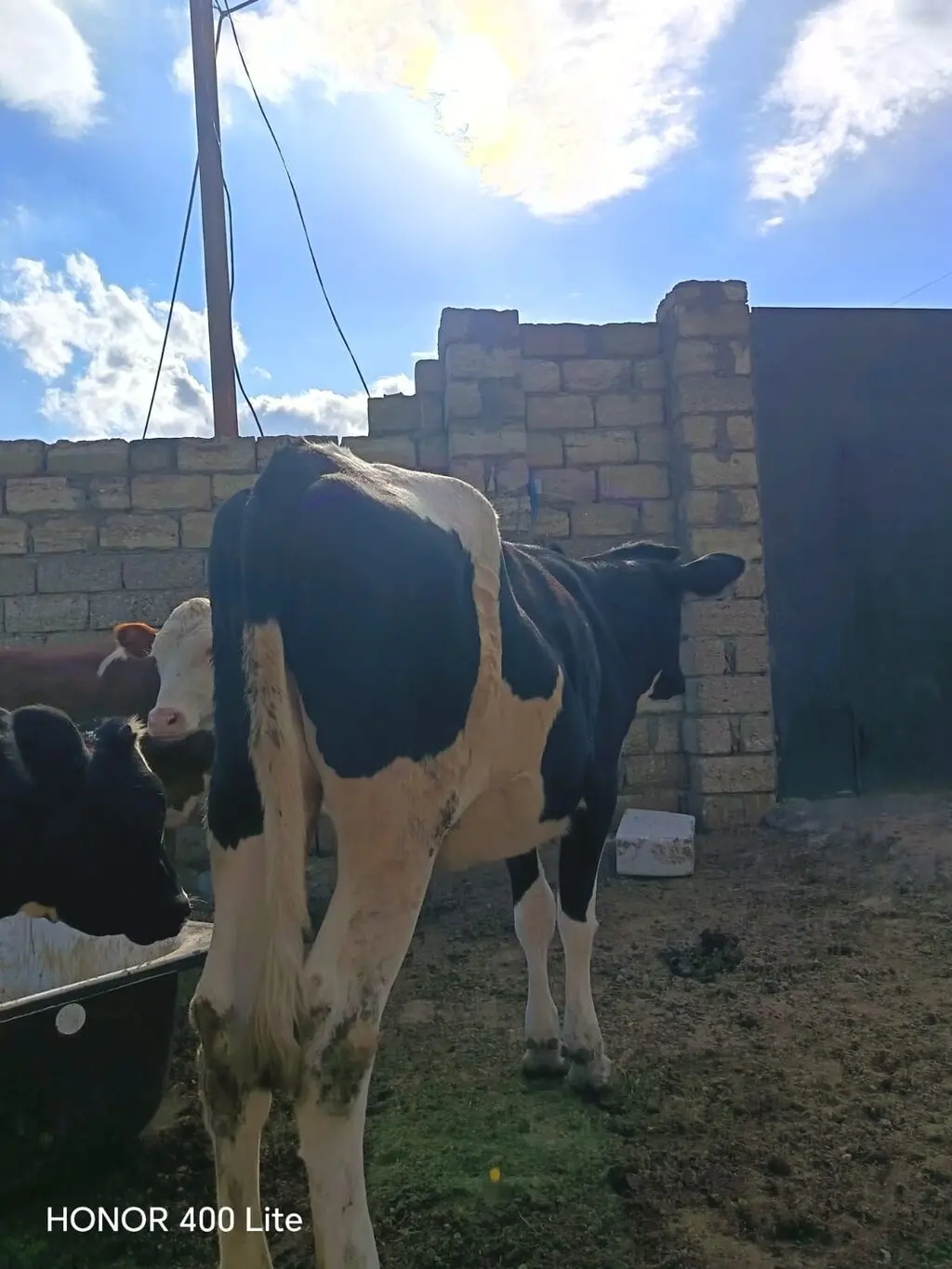 DANALAR — Heyvanlar, Quşlar, Balıqlar, Bakı