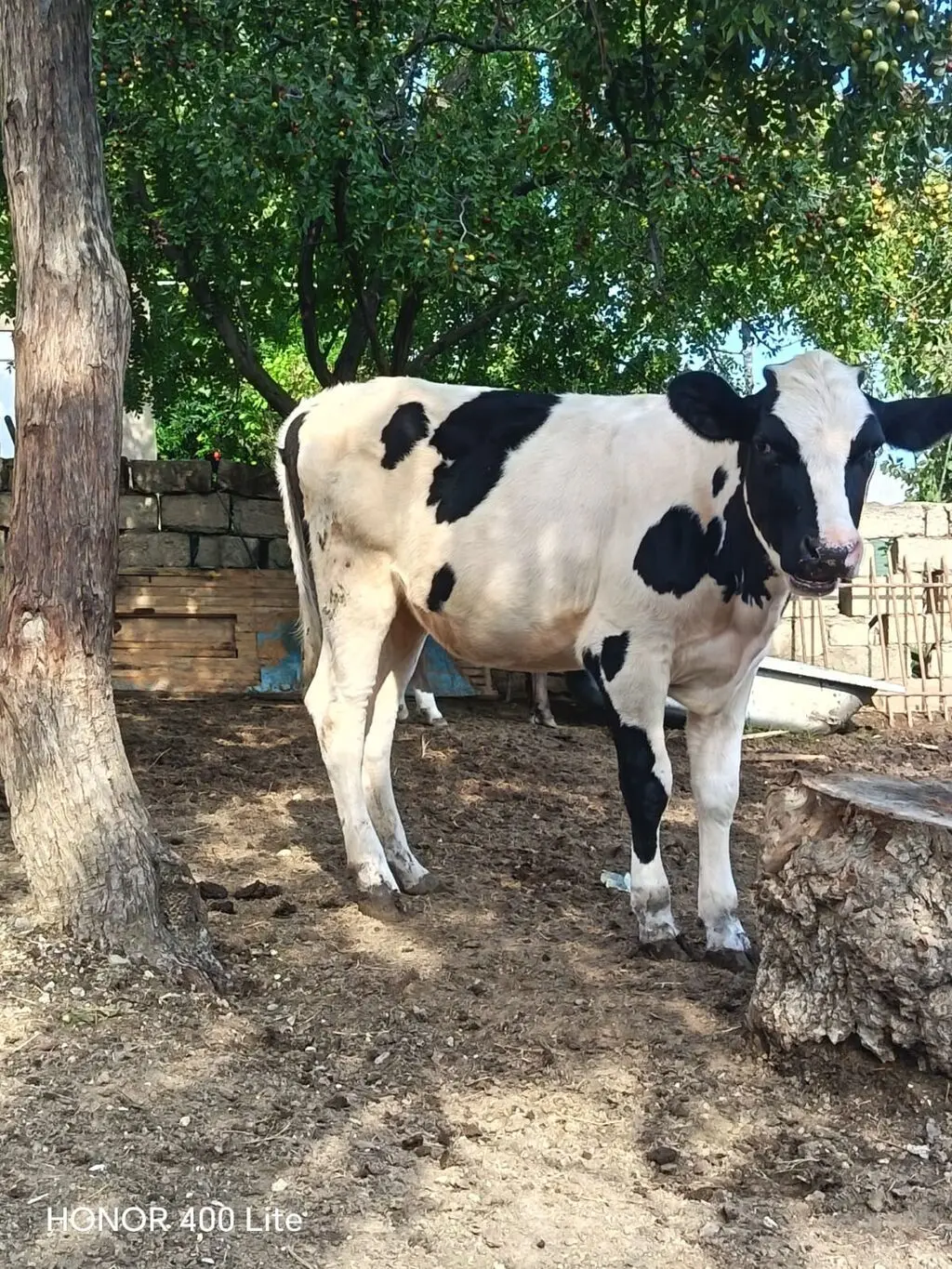 DANALAR — Heyvanlar, Quşlar, Balıqlar, Bakı