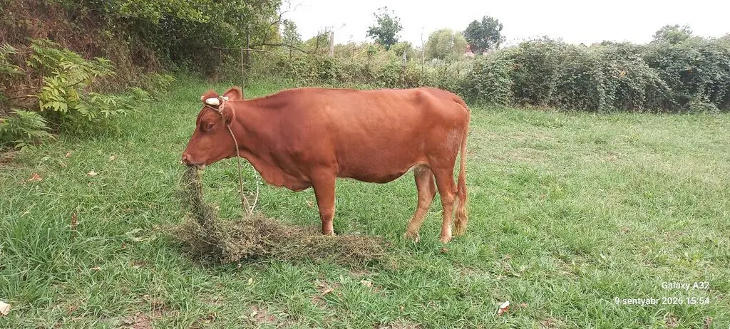 İNƏK — Heyvanlar, Quşlar, Balıqlar, Lənkəran