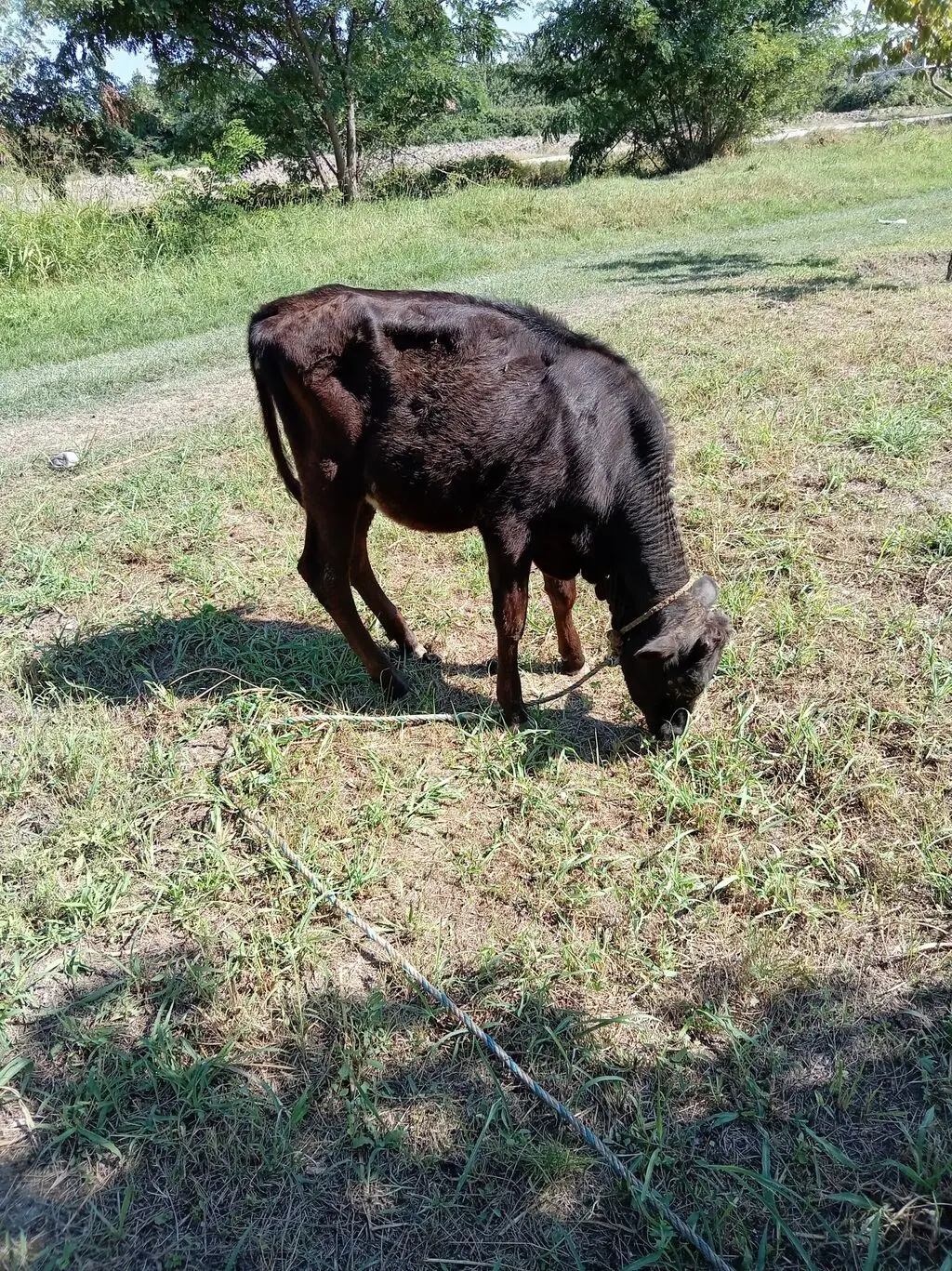 DANALAR — Heyvanlar, Quşlar, Balıqlar, Xaçmaz