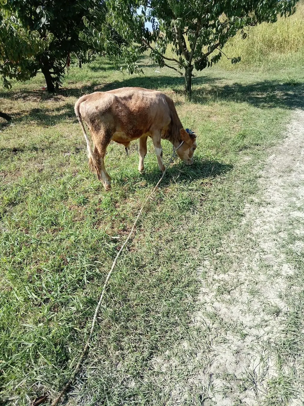 DANALAR — Heyvanlar, Quşlar, Balıqlar, Xaçmaz