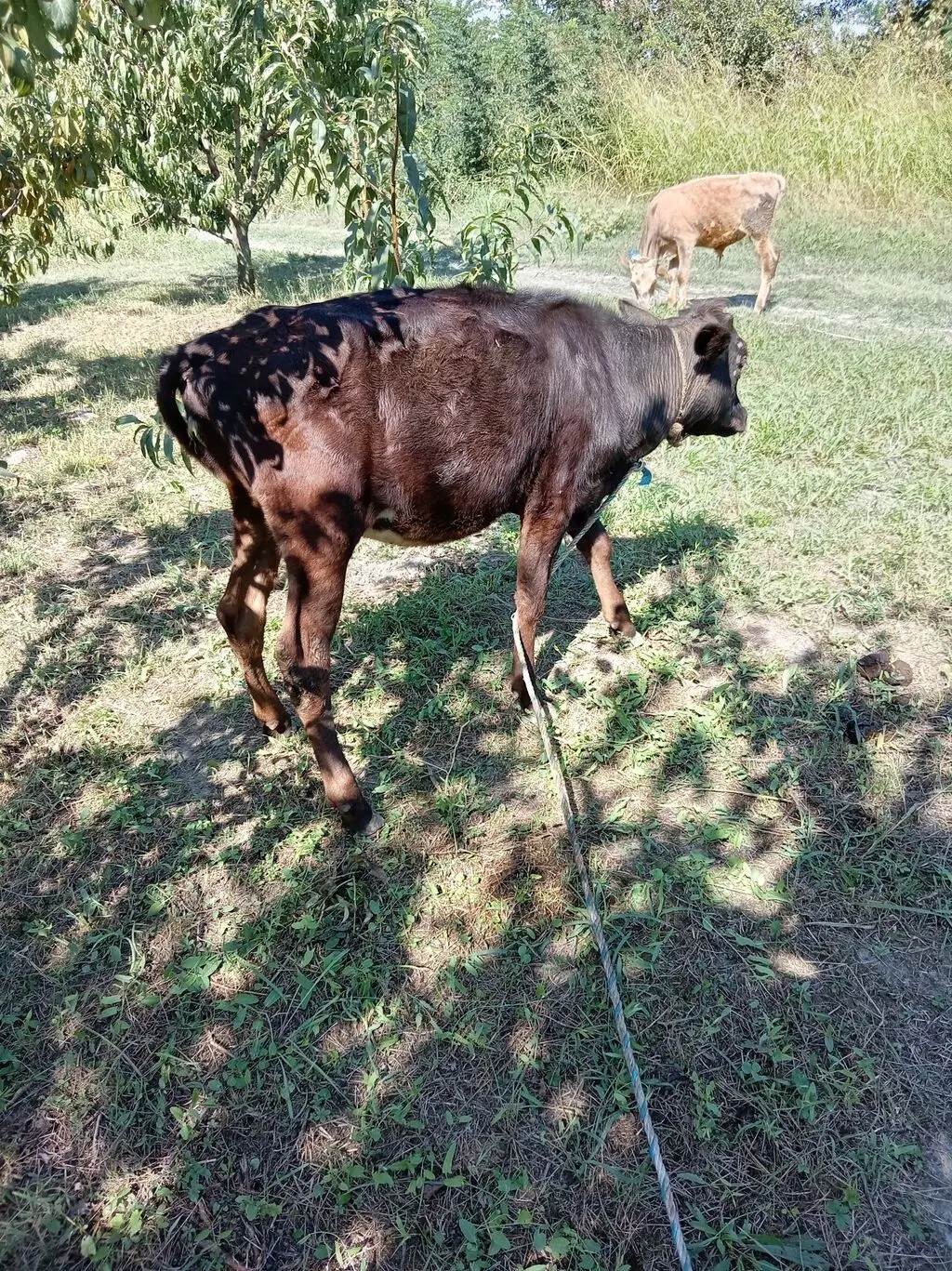 DANALAR — Heyvanlar, Quşlar, Balıqlar, Xaçmaz