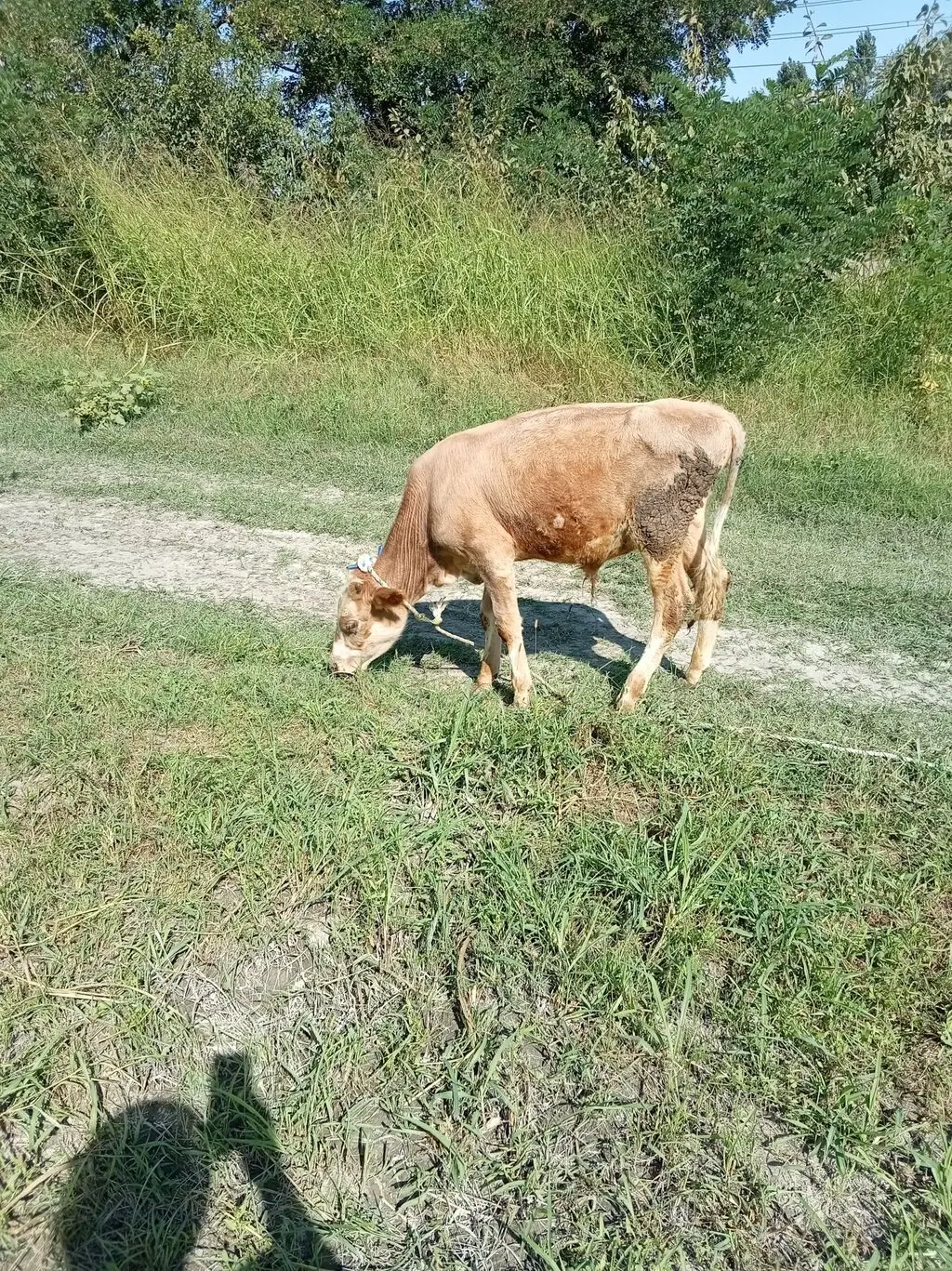 DANALAR — Heyvanlar, Quşlar, Balıqlar, Xaçmaz