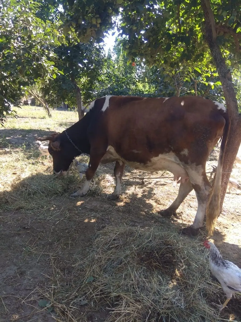 Balalı inək — Heyvanlar, Quşlar, Balıqlar, Göyçay