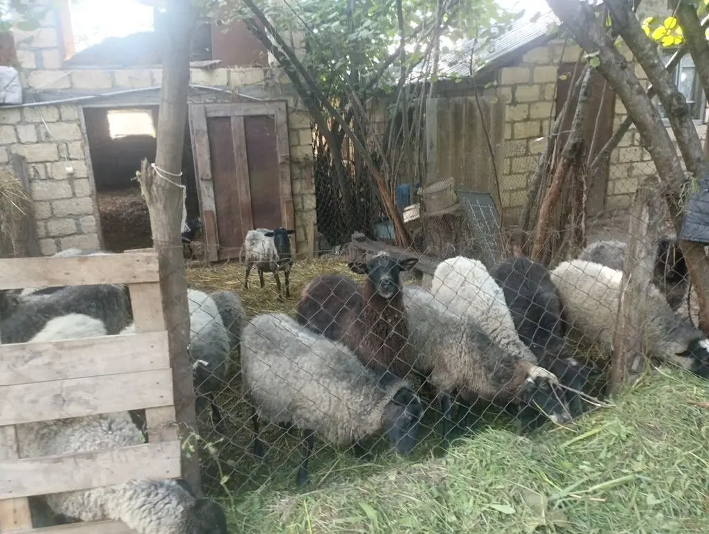 QOYUNLAR — Heyvanlar, Quşlar, Balıqlar, Quba
