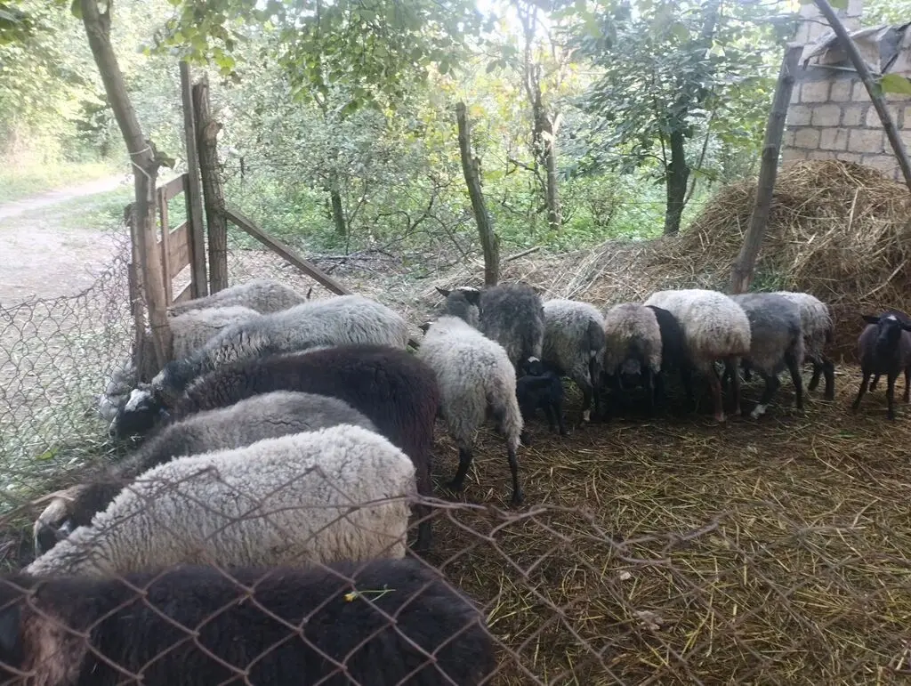 QOYUNLAR — Heyvanlar, Quşlar, Balıqlar, Quba