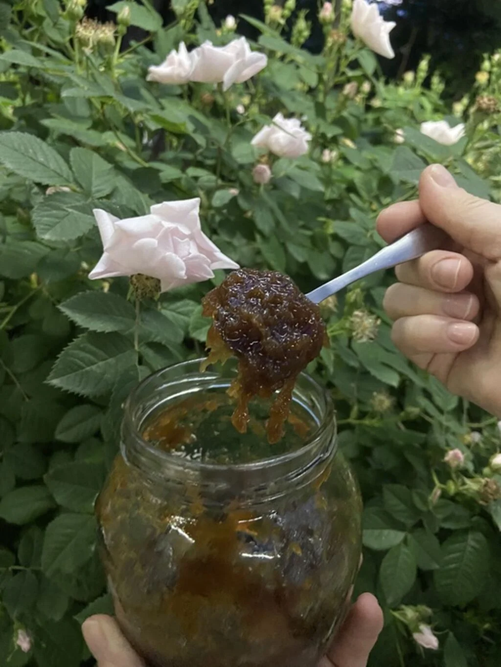 Rosehip — Fruits and Berries, Baku