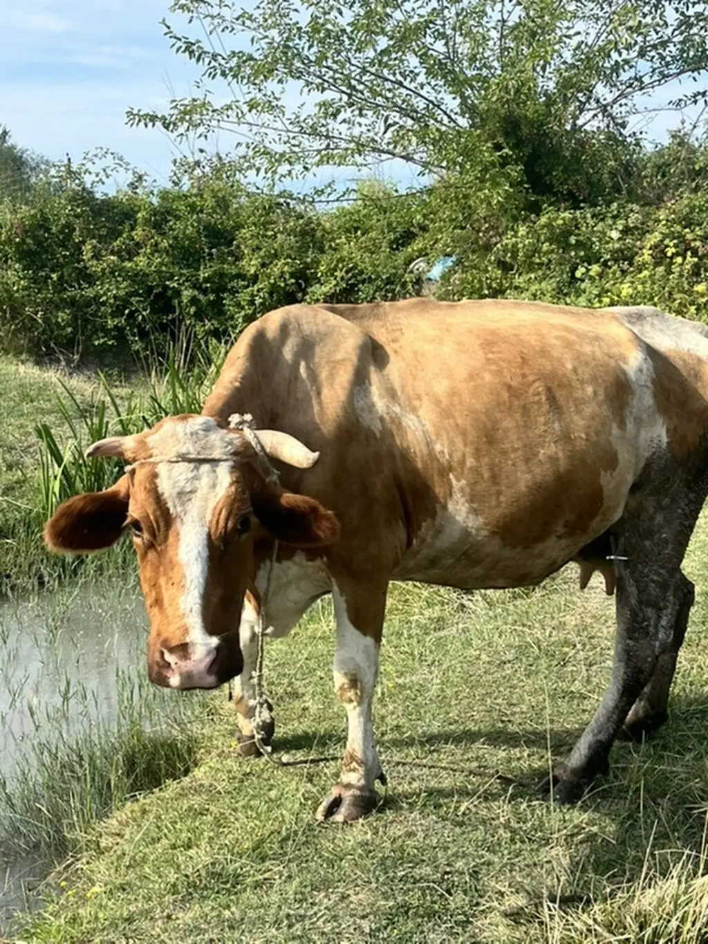 BALALI İNƏK — Heyvanlar, Quşlar, Balıqlar, Xaçmaz