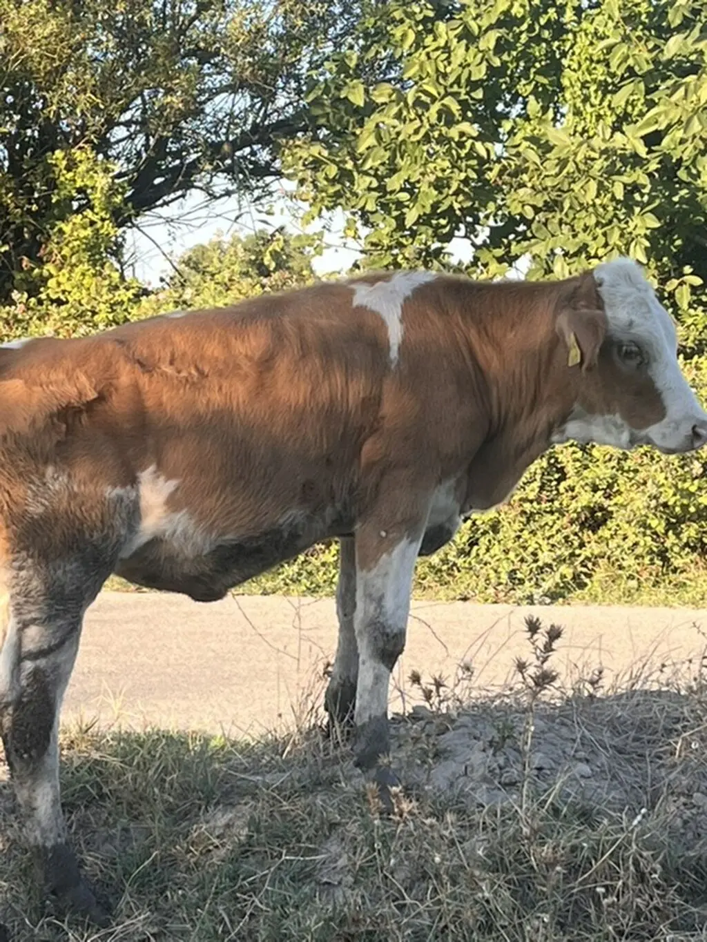 BALALI İNƏK — Heyvanlar, Quşlar, Balıqlar, Xaçmaz