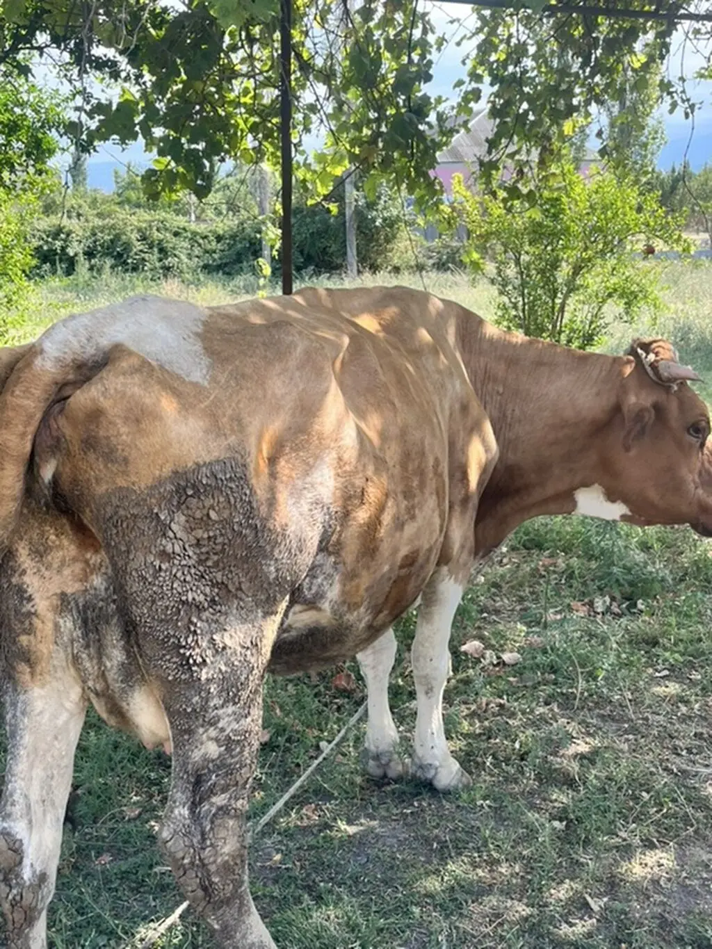 BALALI İNƏK — Heyvanlar, Quşlar, Balıqlar, Xaçmaz