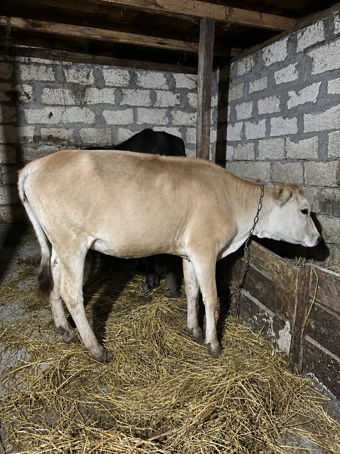 DÜYƏ — Heyvanlar, Quşlar, Balıqlar, İsmayıllı