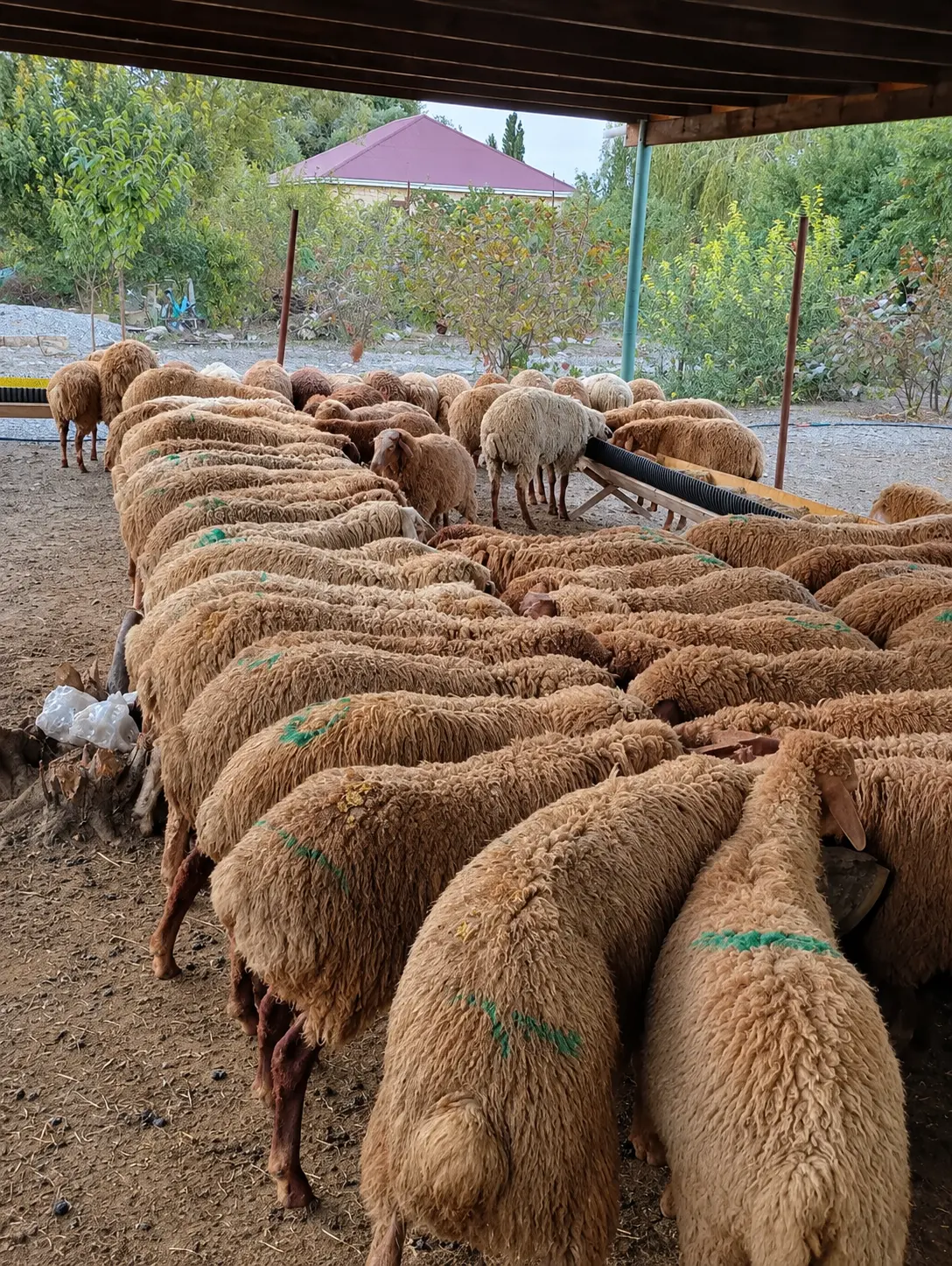 QUZULAR — Heyvanlar, Quşlar, Balıqlar, Xaçmaz
