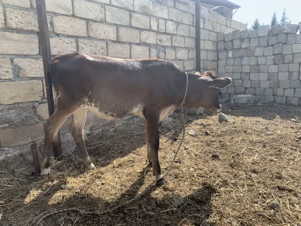 BALALI İNƏK — Heyvanlar, Quşlar, Balıqlar, Astara