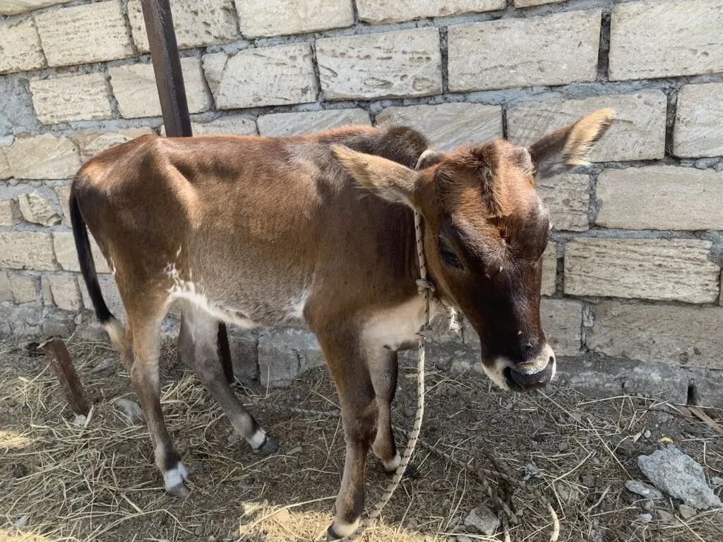 BALALI İNƏK — Heyvanlar, Quşlar, Balıqlar, Astara