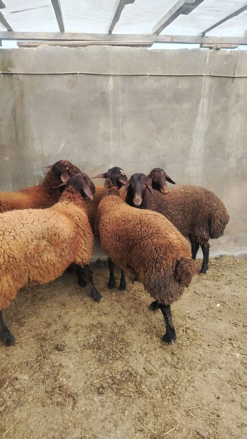 QOYUNLAR — Heyvanlar, Quşlar, Balıqlar, Bakı