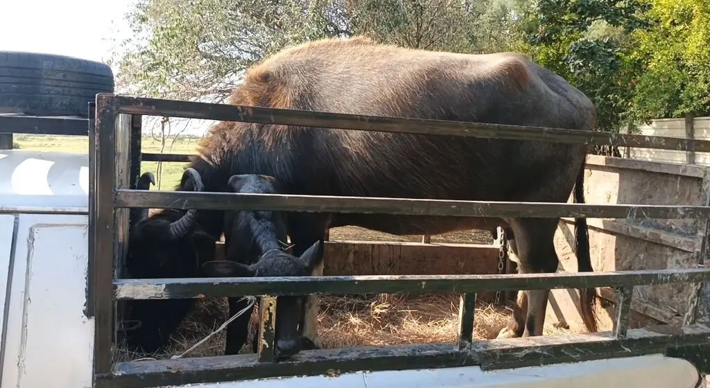 Camış — Heyvanlar, Quşlar, Balıqlar, Ucar
