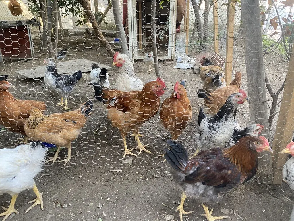 XORUZ — Heyvanlar, Quşlar, Balıqlar, Bakı