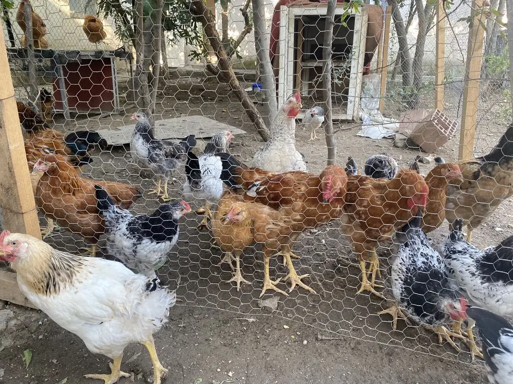 XORUZ — Heyvanlar, Quşlar, Balıqlar, Bakı