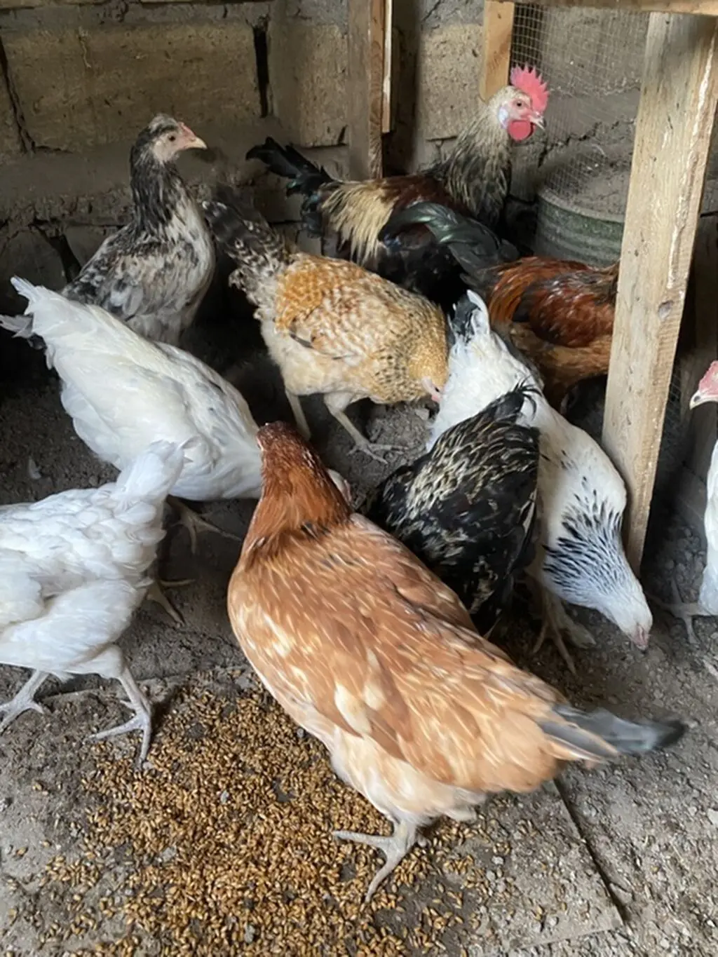 ÇOLPALAR — Heyvanlar, Quşlar, Balıqlar, Şəki
