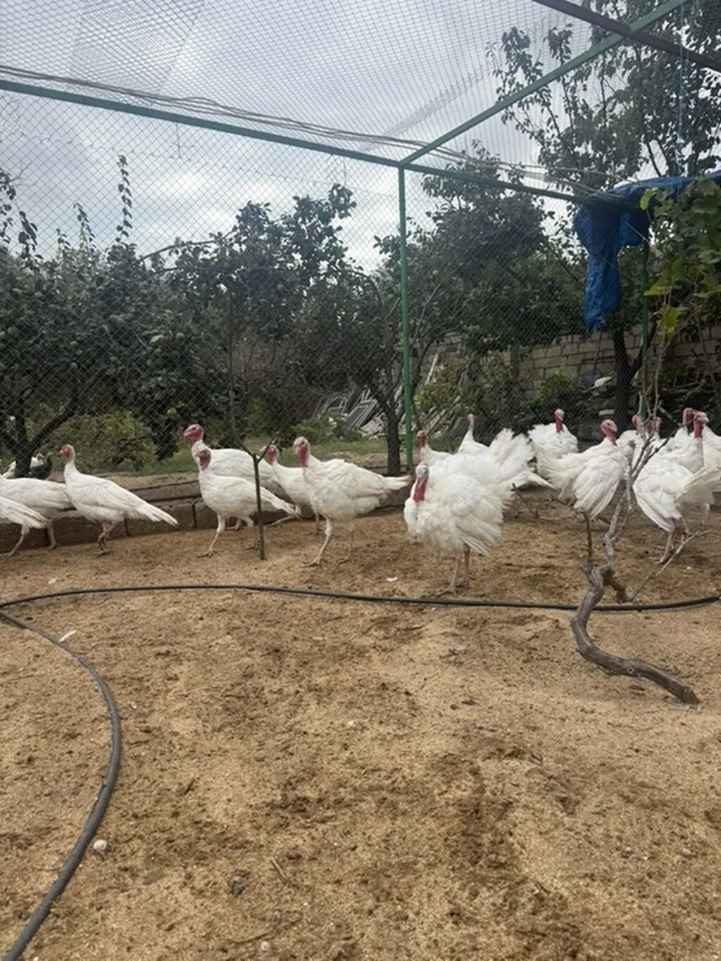Hinduşkalar — Heyvanlar, Quşlar, Balıqlar, Bakı