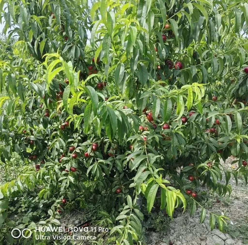 MEYVƏ BAĞI — Kənd Təsərrüfatı Əmlakı, Xaçmaz