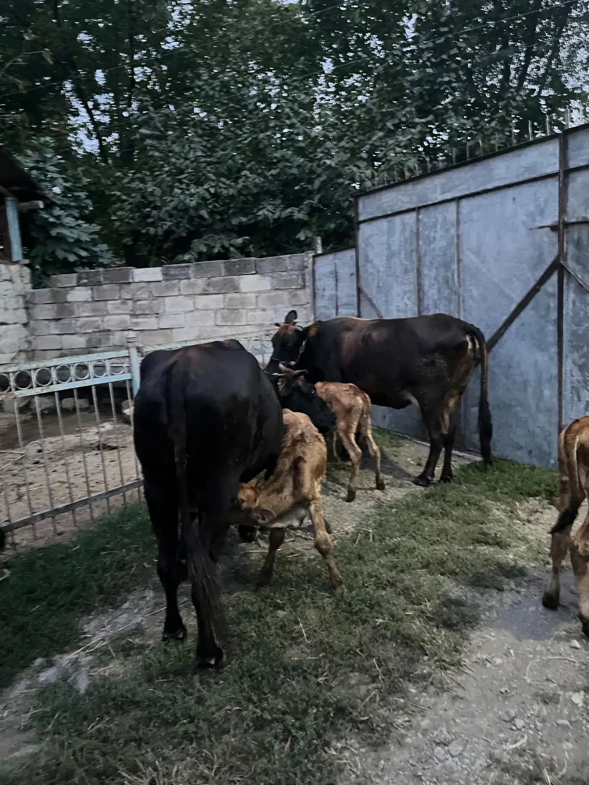 İnəklər — Heyvanlar, Quşlar, Balıqlar, Şəki