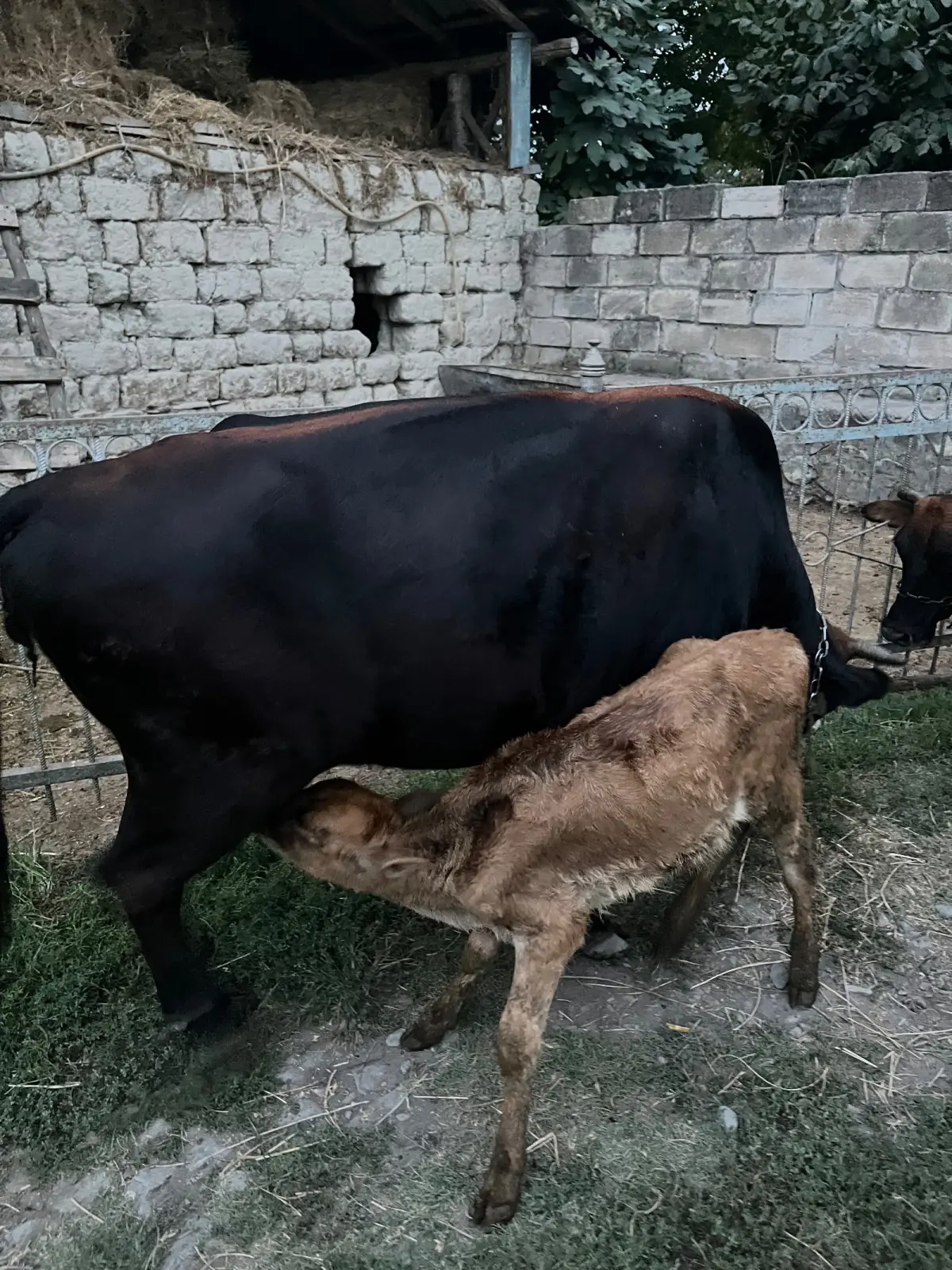 İnəklər — Heyvanlar, Quşlar, Balıqlar, Şəki