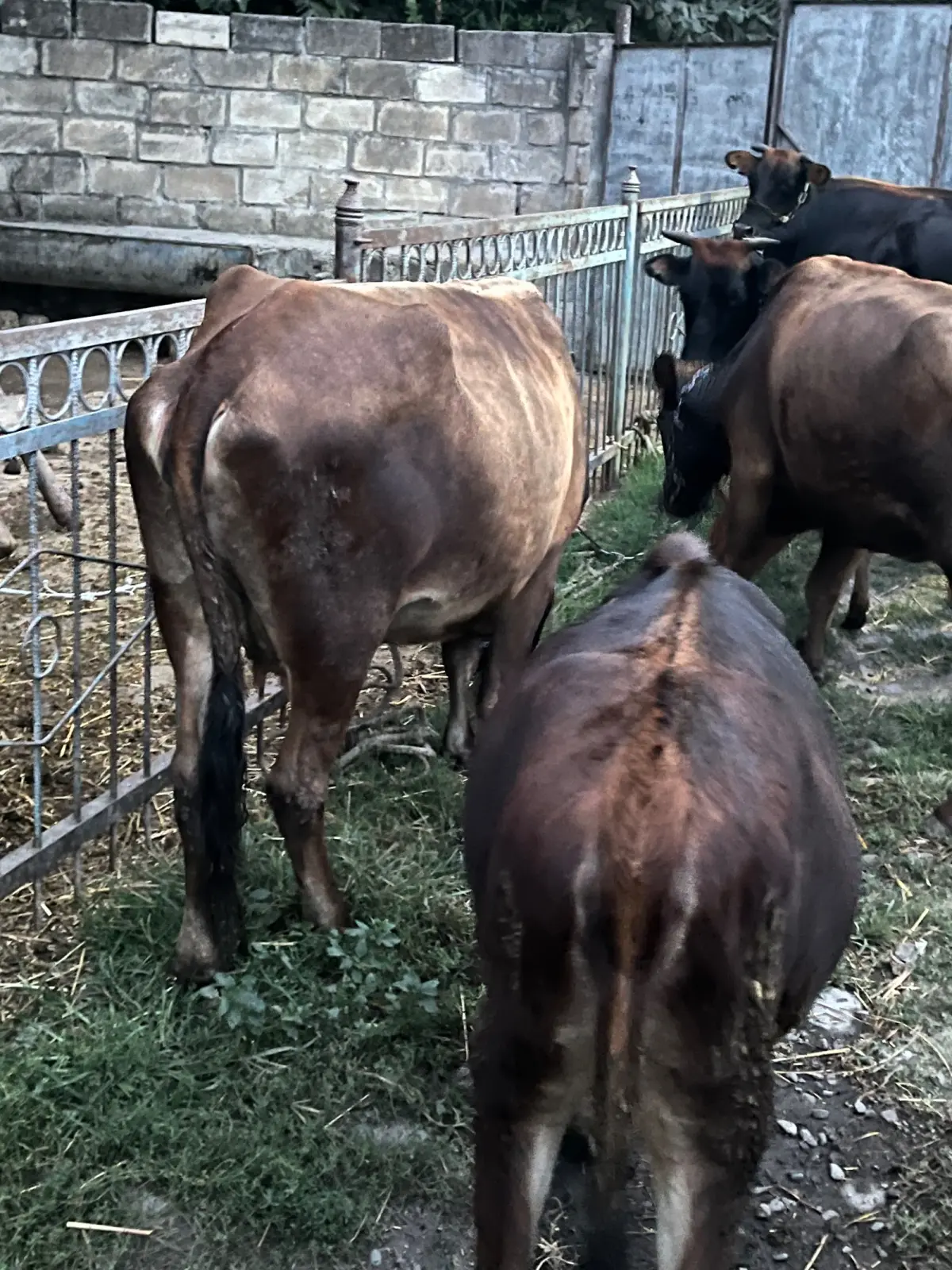 İnəklər — Heyvanlar, Quşlar, Balıqlar, Şəki