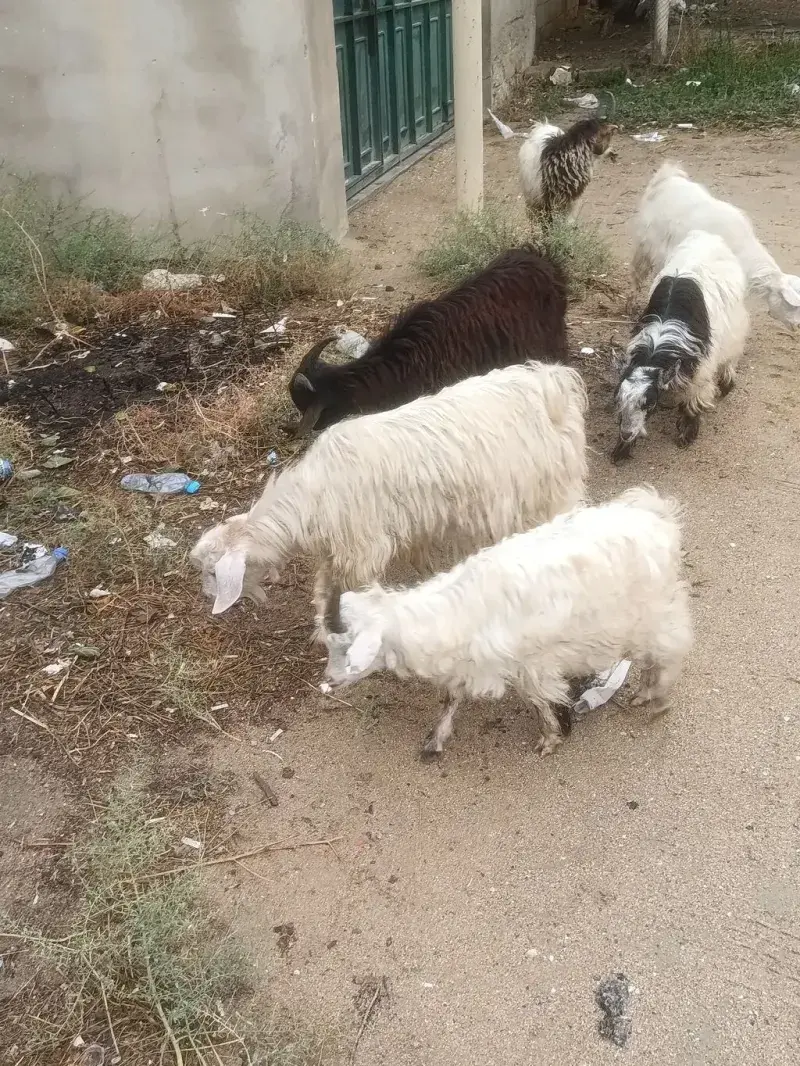 Çəpiş — Heyvanlar, Quşlar, Balıqlar, Bakı