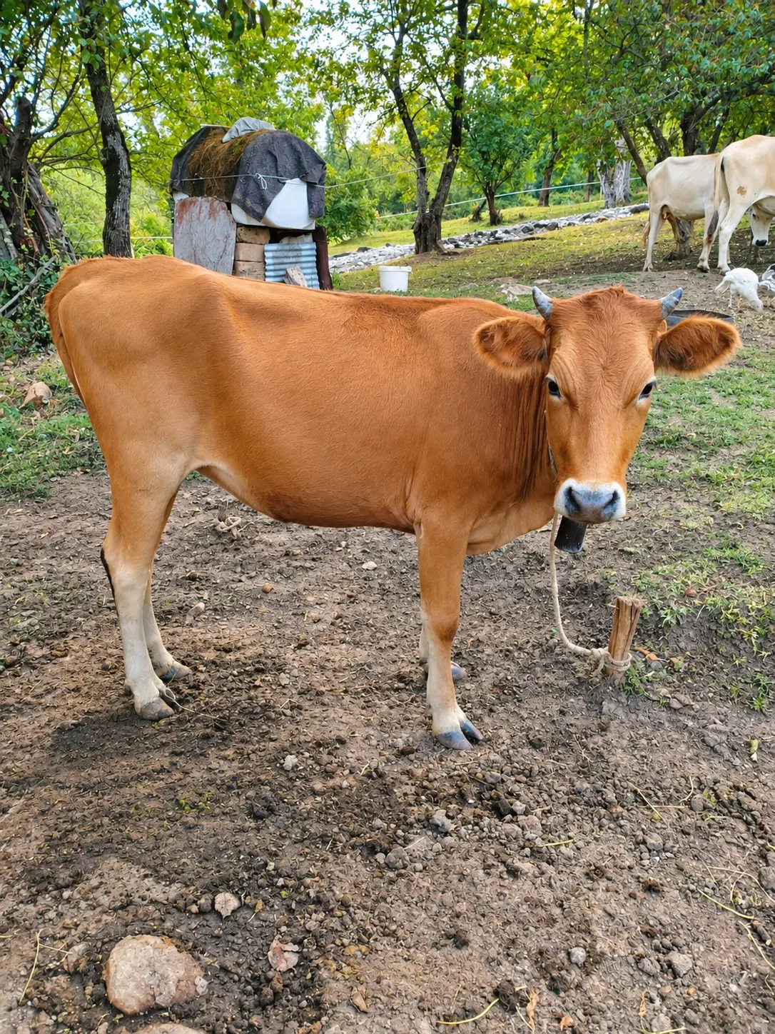 DÜYƏ — Heyvanlar, Quşlar, Balıqlar, İsmayıllı
