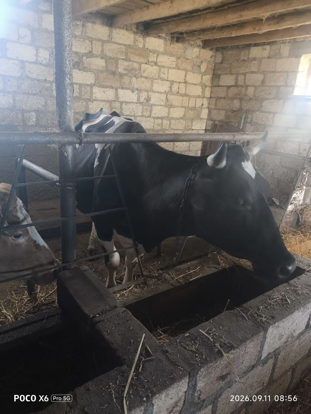 DANA — Heyvanlar, Quşlar, Balıqlar, Xaçmaz