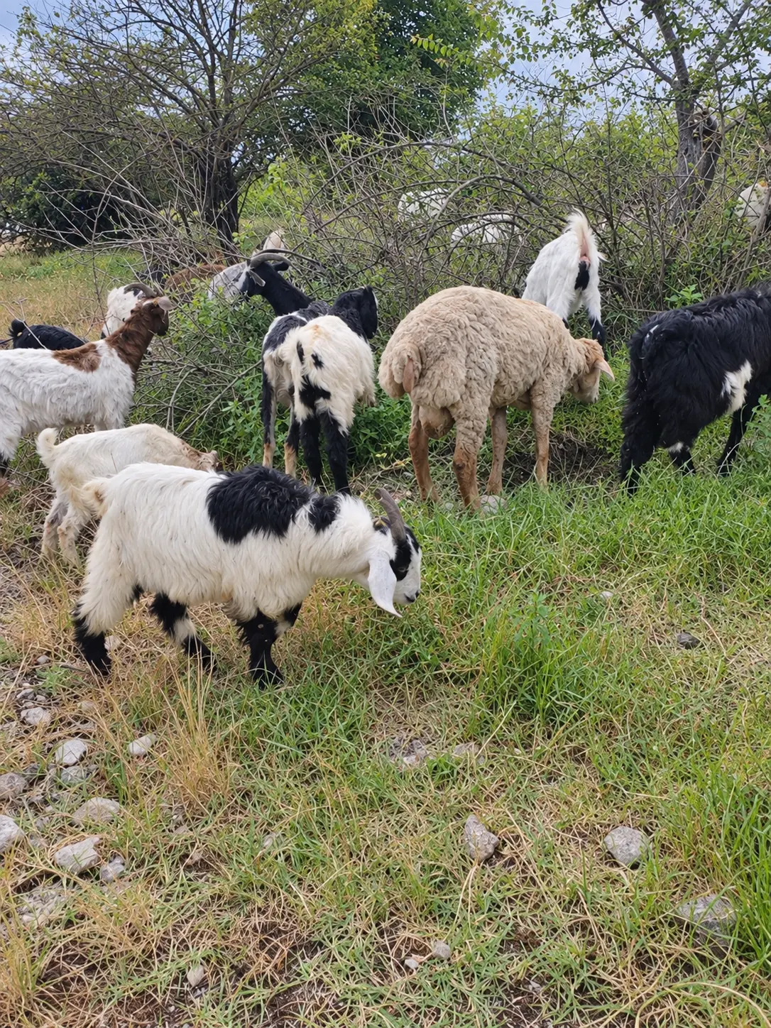 Çəpiş — Heyvanlar, Quşlar, Balıqlar, Şamaxı