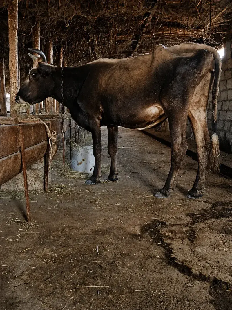 BALALI İNƏK — Heyvanlar, Quşlar, Balıqlar, Xırdalan