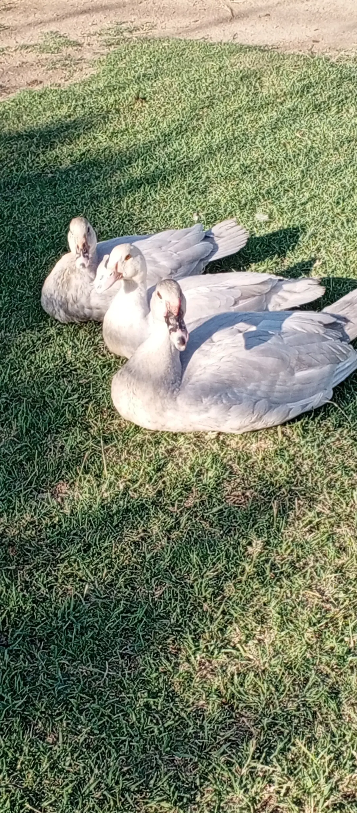 ÖRDƏK — Heyvanlar, Quşlar, Balıqlar, Sabirabad