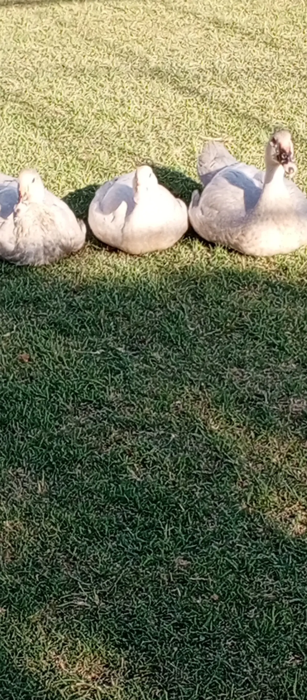 ÖRDƏK — Heyvanlar, Quşlar, Balıqlar, Sabirabad