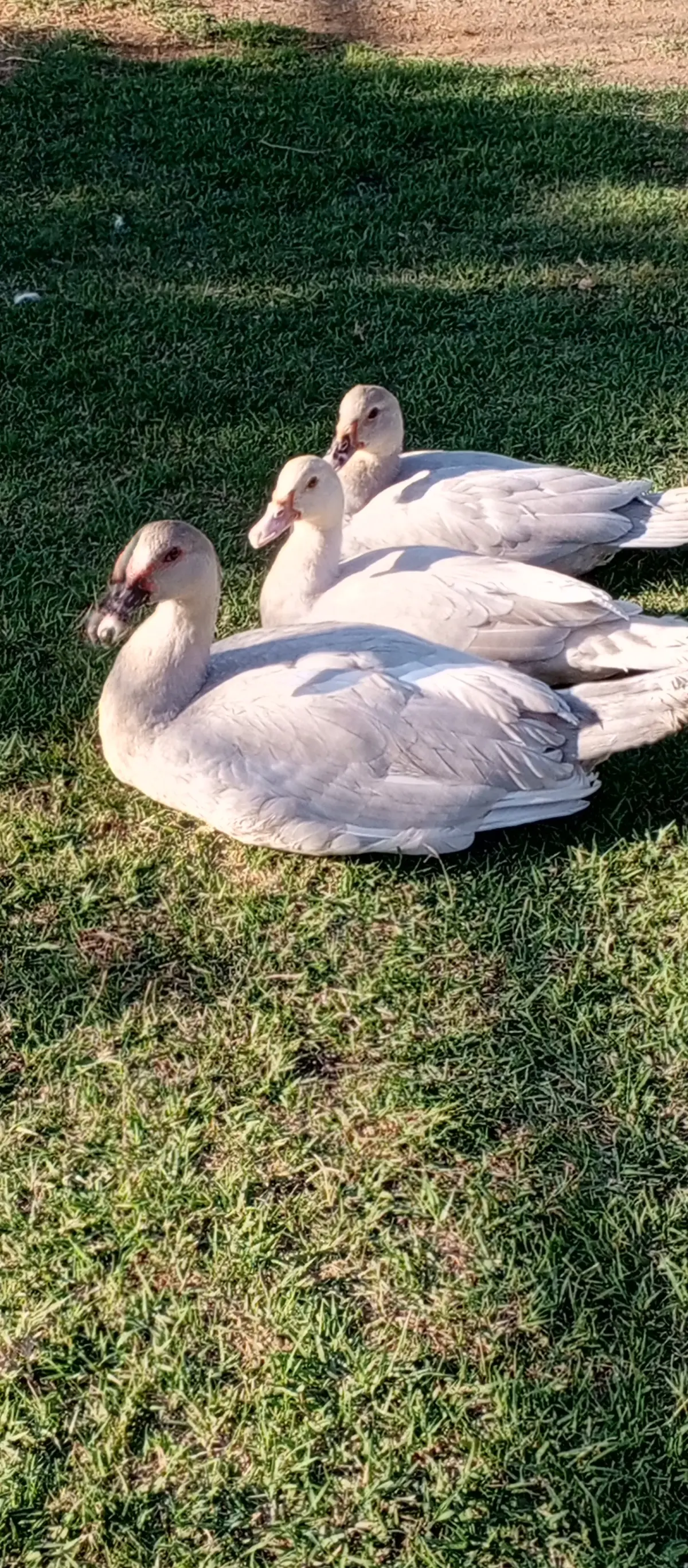 ÖRDƏK — Heyvanlar, Quşlar, Balıqlar, Sabirabad