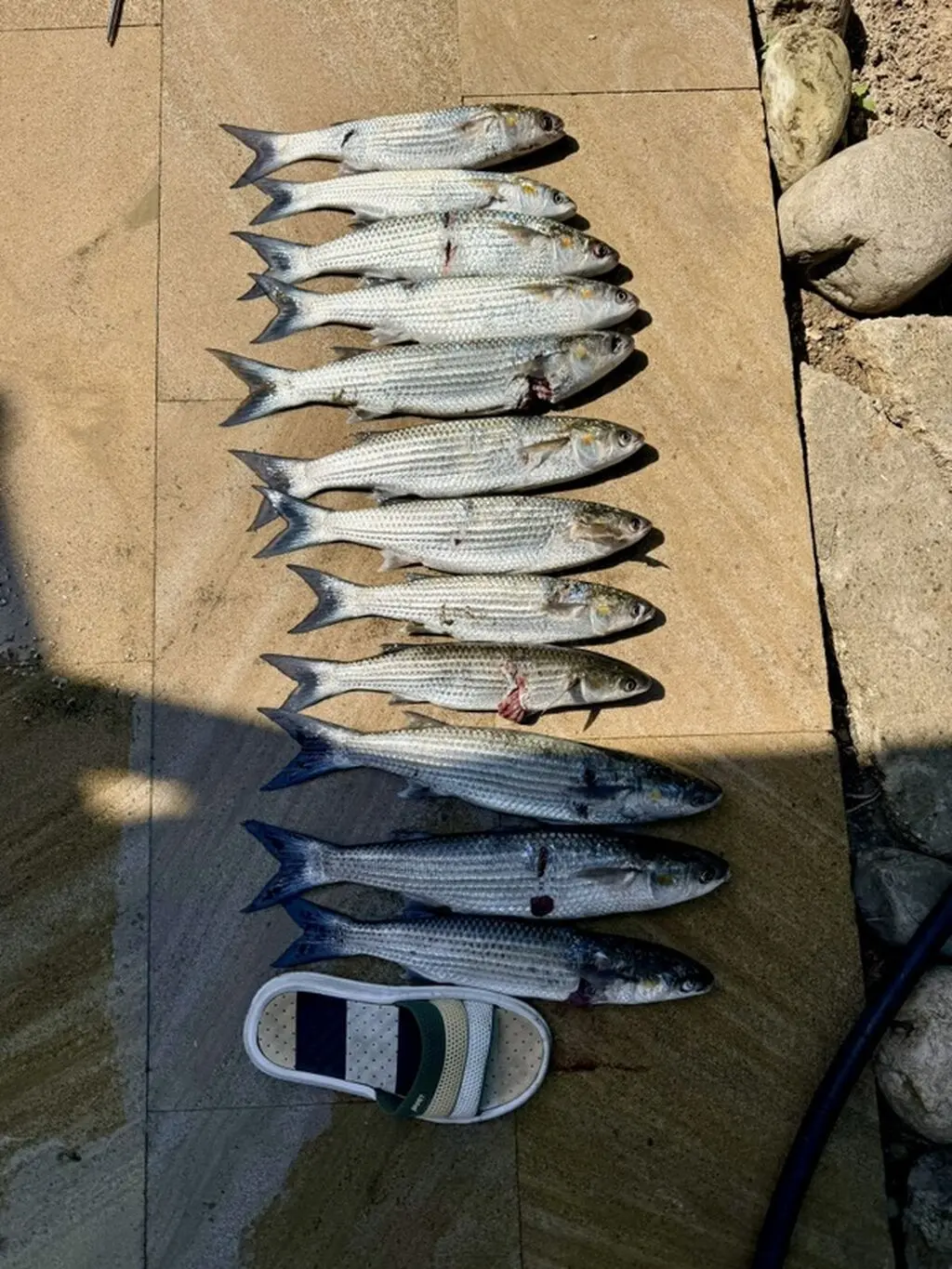 Kefal — Heyvanlar, Quşlar, Balıqlar, Bakı