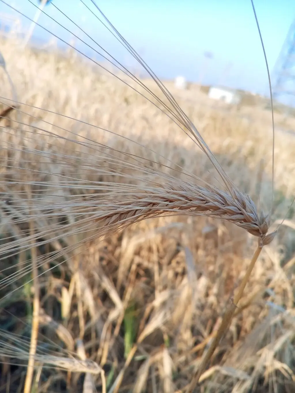 ARPA — Dənlilər, Otlar Yemlər,  Bitkilər, Şamaxı