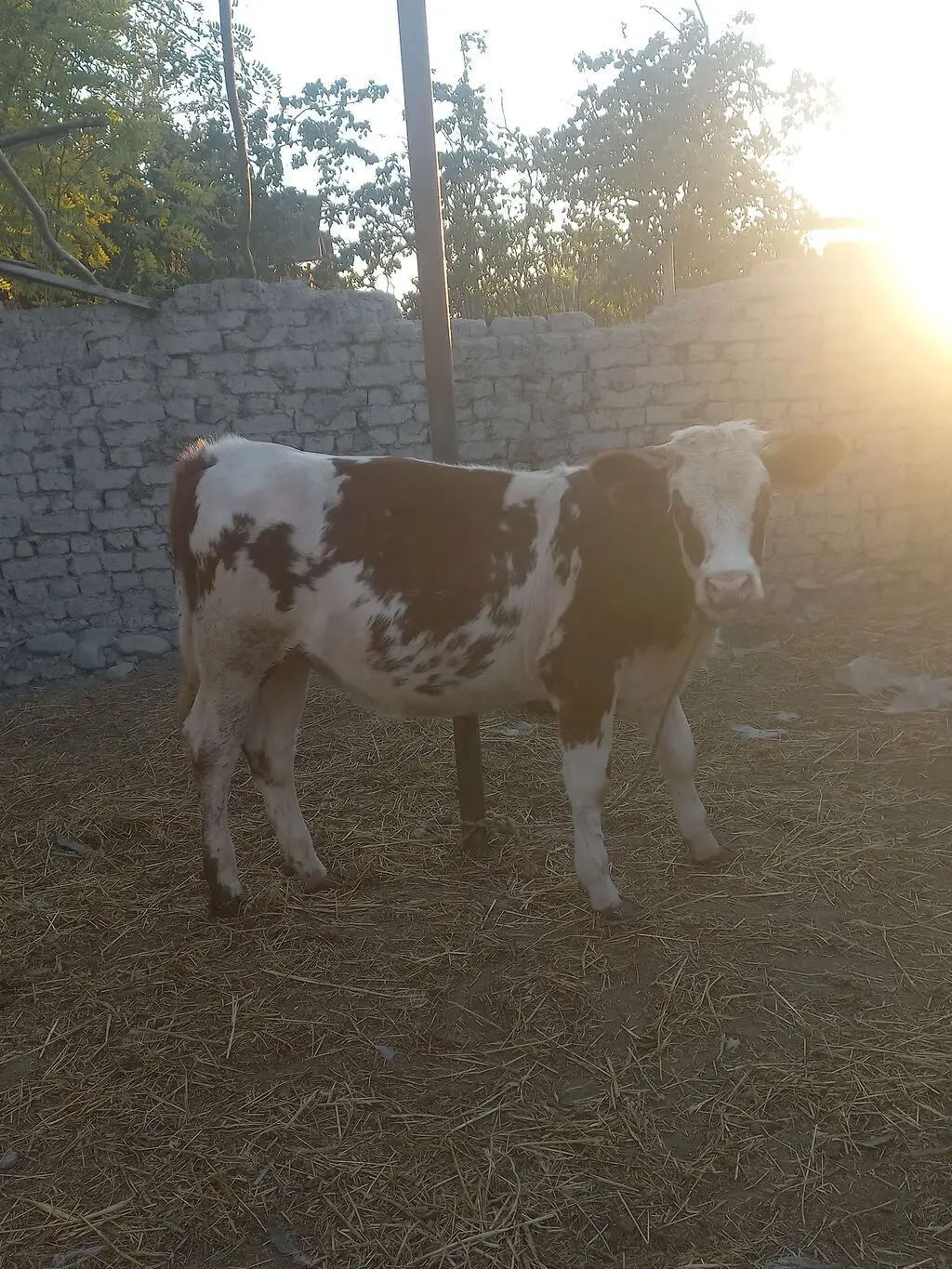 Dana — Heyvanlar, Quşlar, Balıqlar, Göyçay