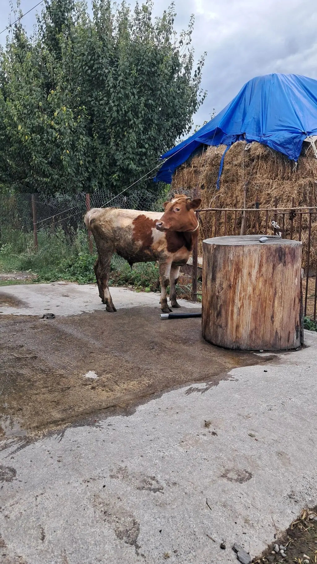DANALAR — Heyvanlar, Quşlar, Balıqlar, Quba