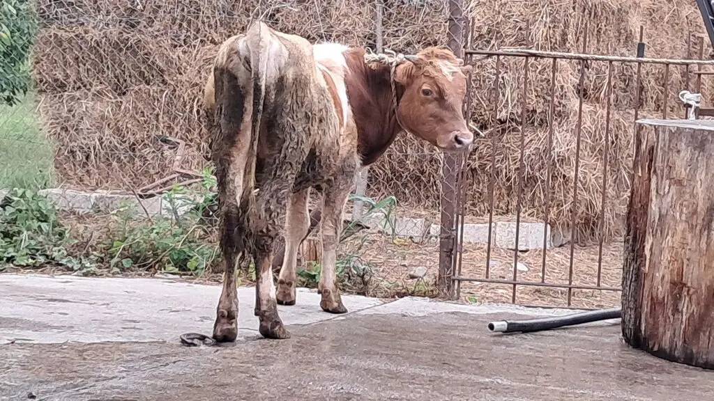 DANALAR — Heyvanlar, Quşlar, Balıqlar, Quba