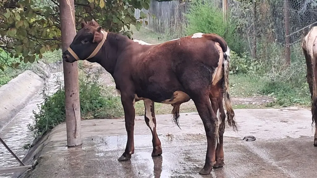 DANALAR — Heyvanlar, Quşlar, Balıqlar, Quba