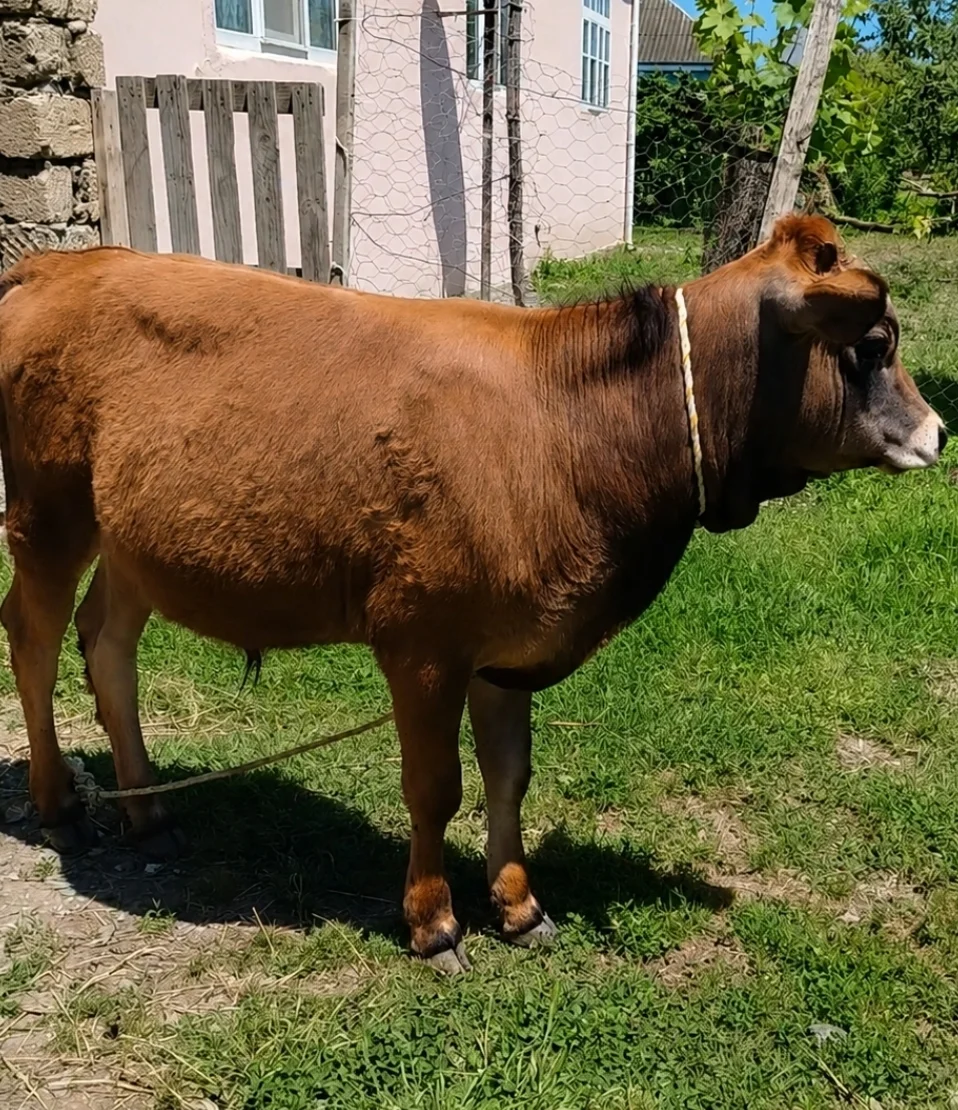 Dana — Heyvanlar, Quşlar, Balıqlar, Xaçmaz