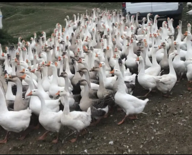 QAZ — Heyvanlar, Quşlar, Balıqlar, Gədəbəy