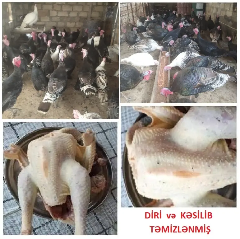 TOYUQLAR — Heyvanlar, Quşlar, Balıqlar, Şirvan