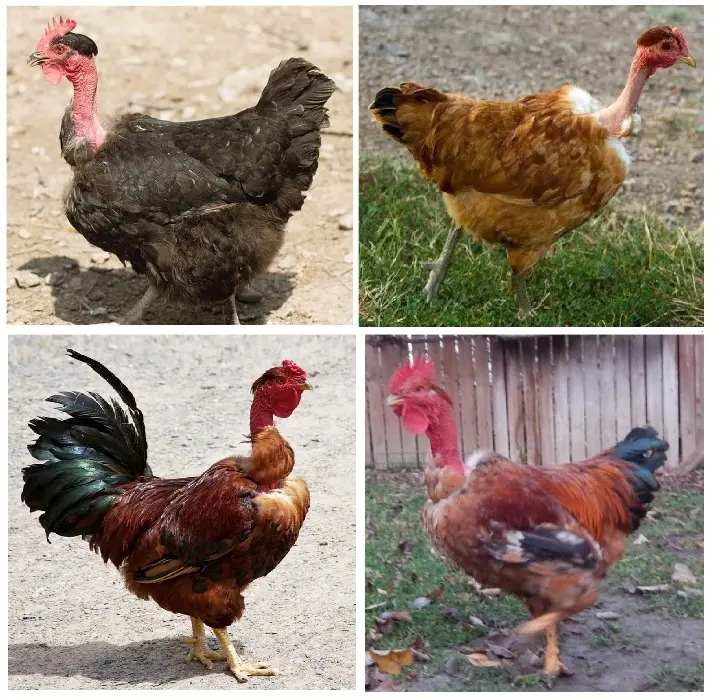 TOYUQLAR — Heyvanlar, Quşlar, Balıqlar, Şirvan