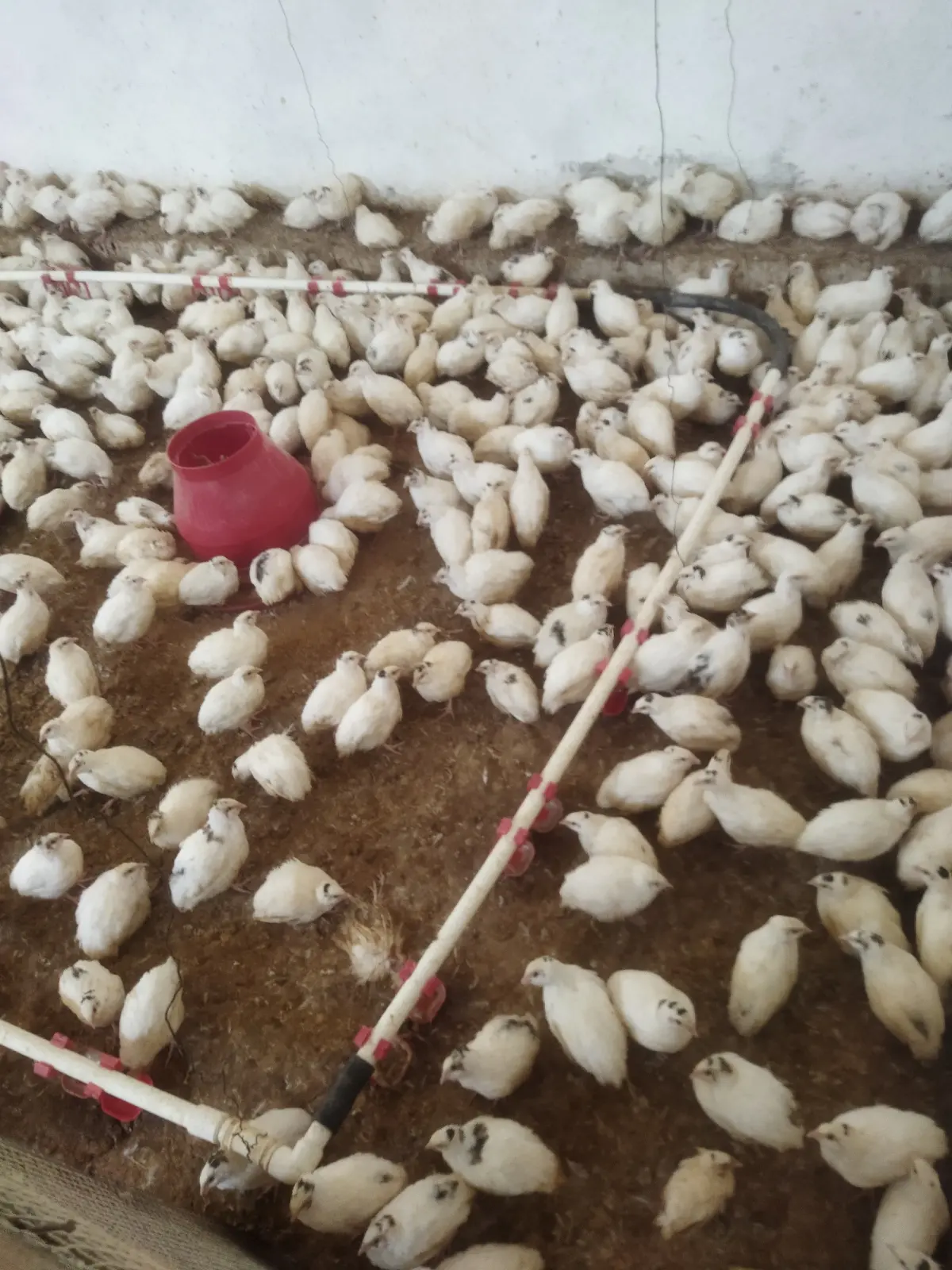 BiLDİRÇİN — Heyvanlar, Quşlar, Balıqlar, Bakı