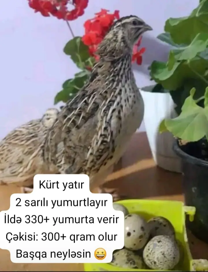 BiLDİRÇİN — Heyvanlar, Quşlar, Balıqlar, Bakı