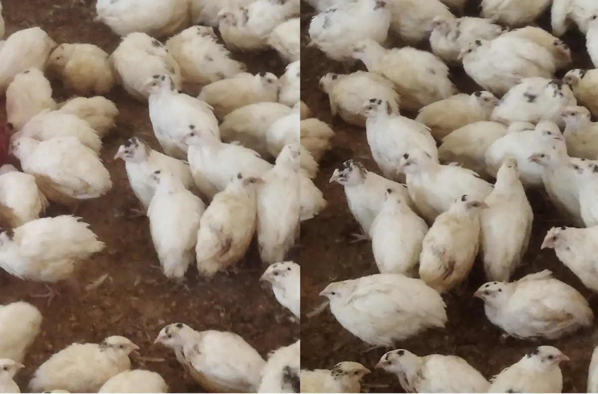 BiLDİRÇİN — Heyvanlar, Quşlar, Balıqlar, Bakı